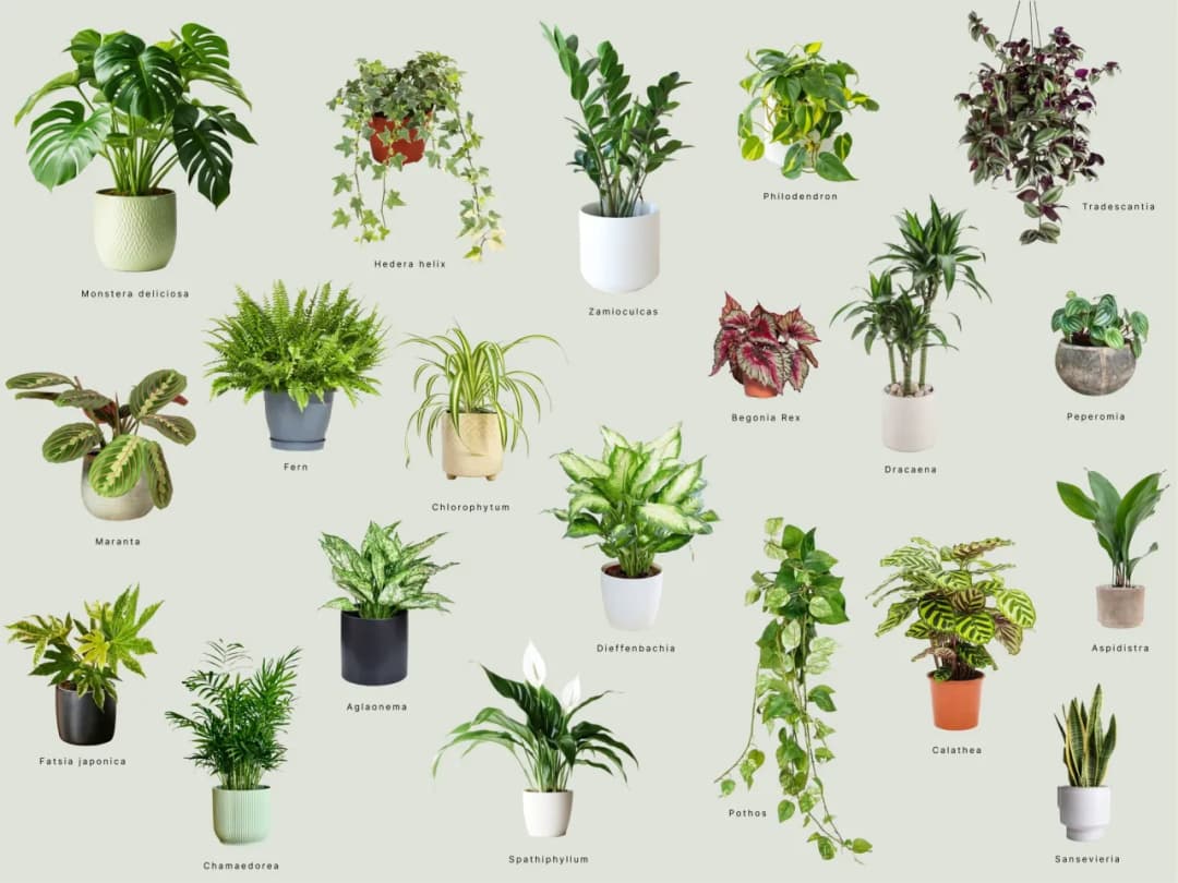 Jaki kwietnik do salonu - wybierz idealny styl i funkcję dla roślin