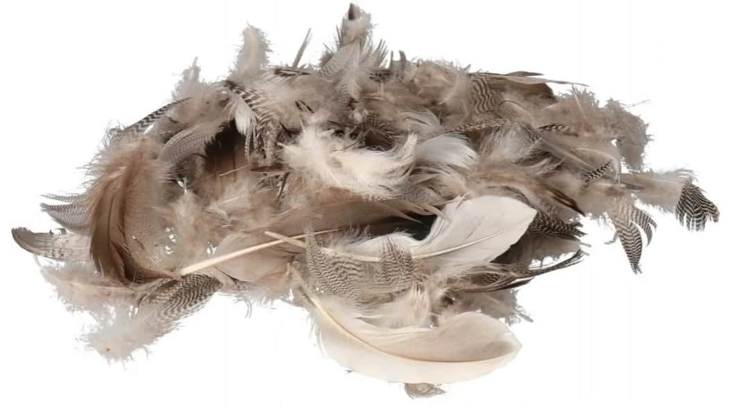 Gdzie kupić piórka dekoracyjne? Najlepsze miejsca i oferty