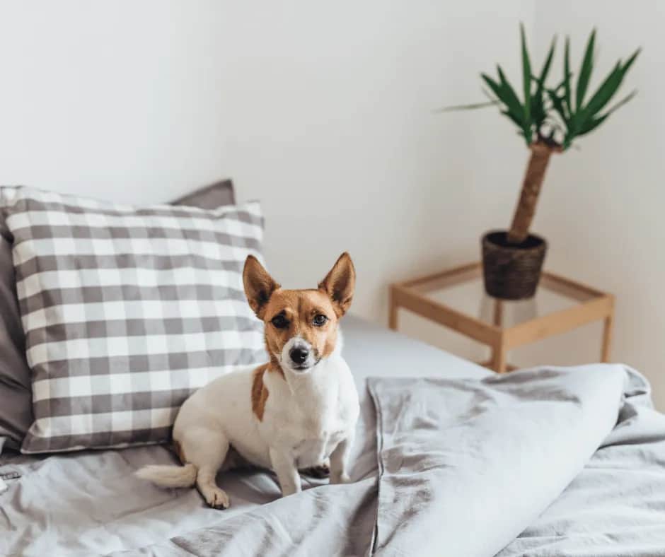 Skuteczne metody, jak oduczyć psa wchodzenia na kanapę i uniknąć problemów