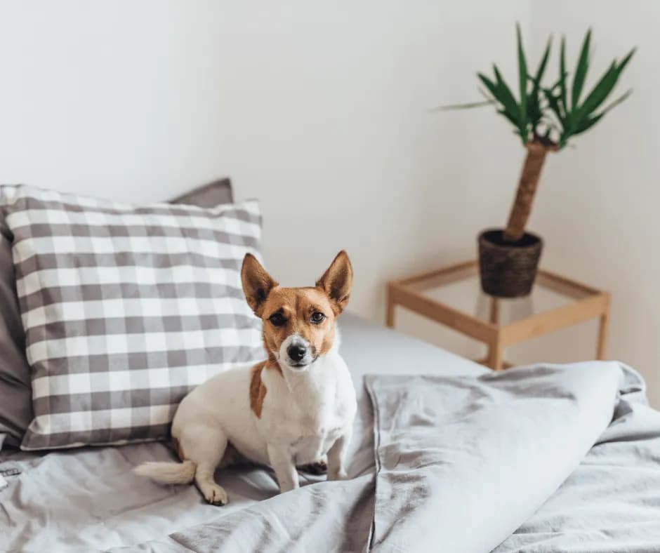 Skuteczne metody, jak oduczyć psa wchodzenia na kanapę i uniknąć problemów